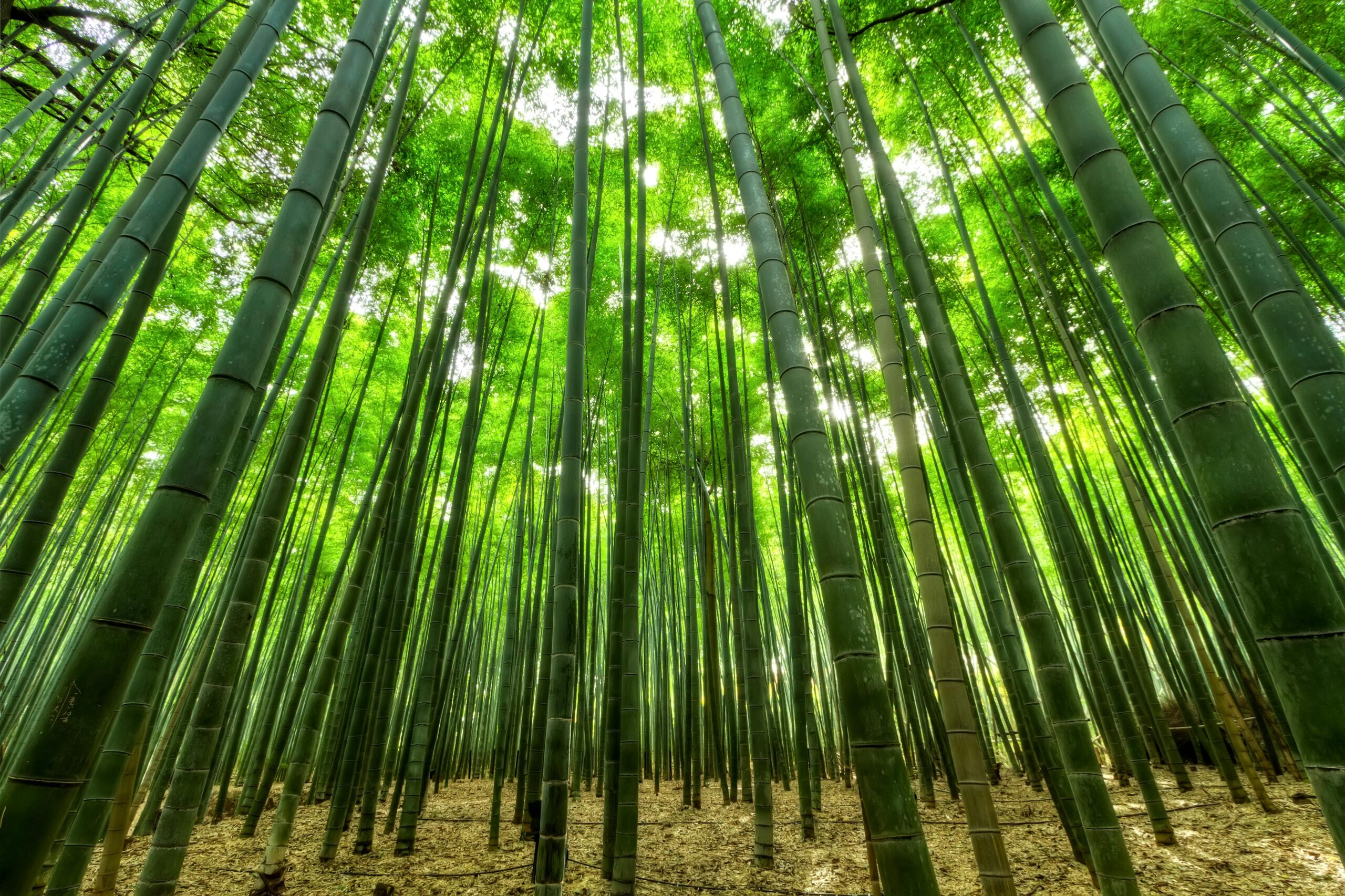 Floresta de bambu
